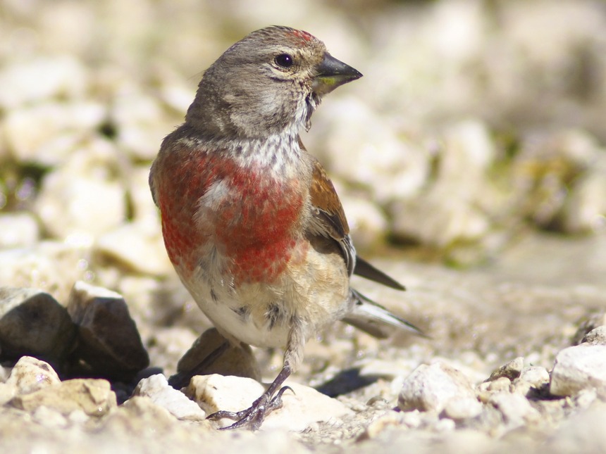 carrellata di Fanelli